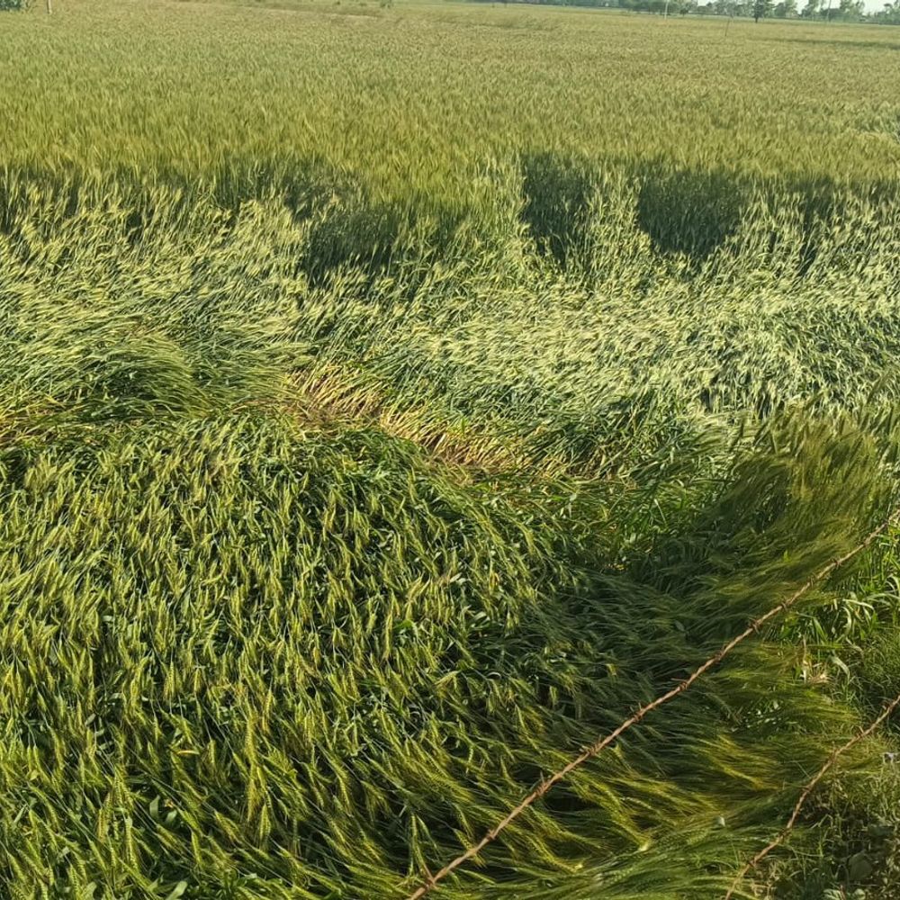 तेज हवाओं और बारिश से गेहूं की फसल गिरी:श्रावस्ती में कटाई में परेशानी, मसूर लाही की कटी फसल को भी नुकसान