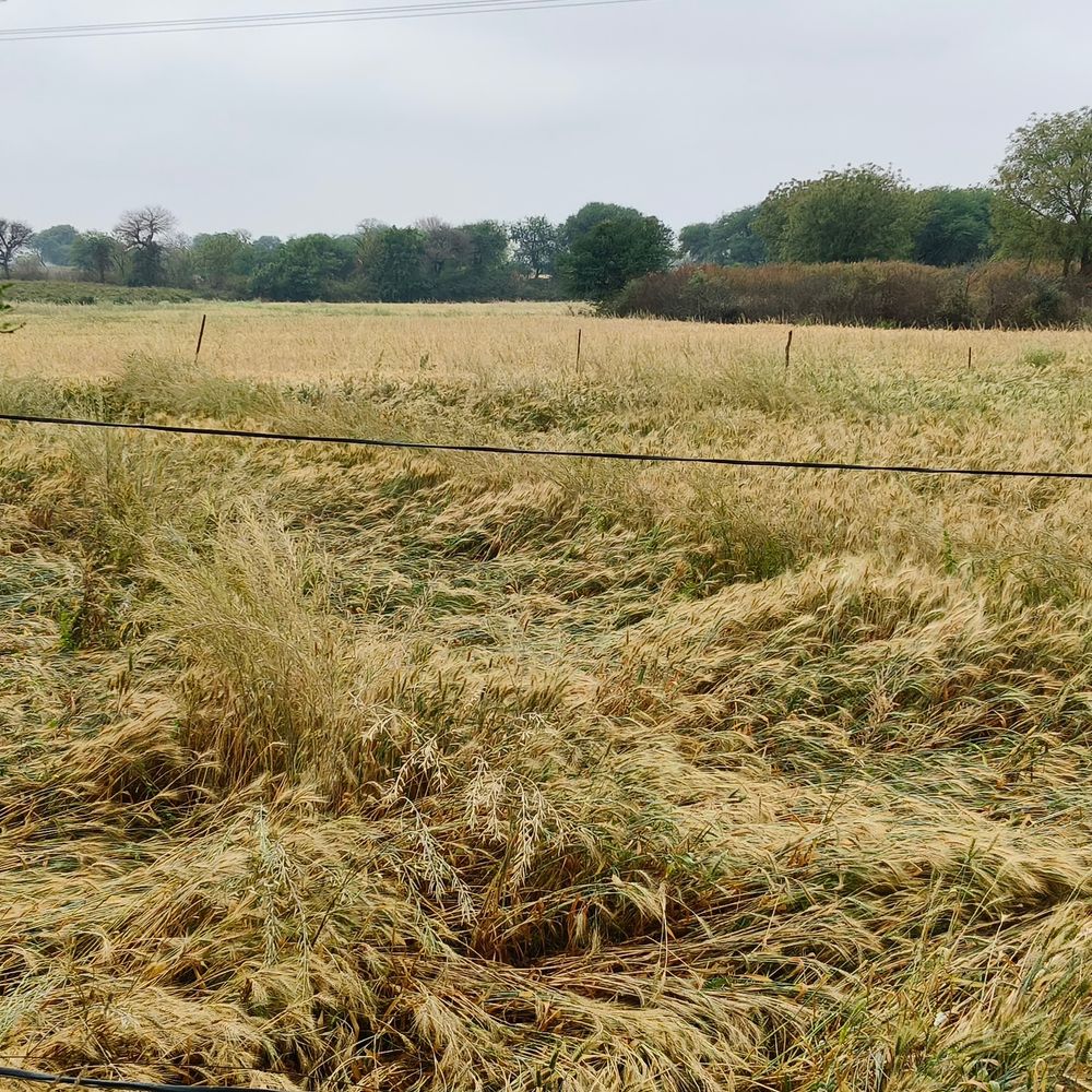 चित्रकूट में तेज हवा-बारिश से फसलें प्रभावित:खड़ी गेहूं की फसल गिरी, कटी उपज भीगने से किसानों को नुकसान