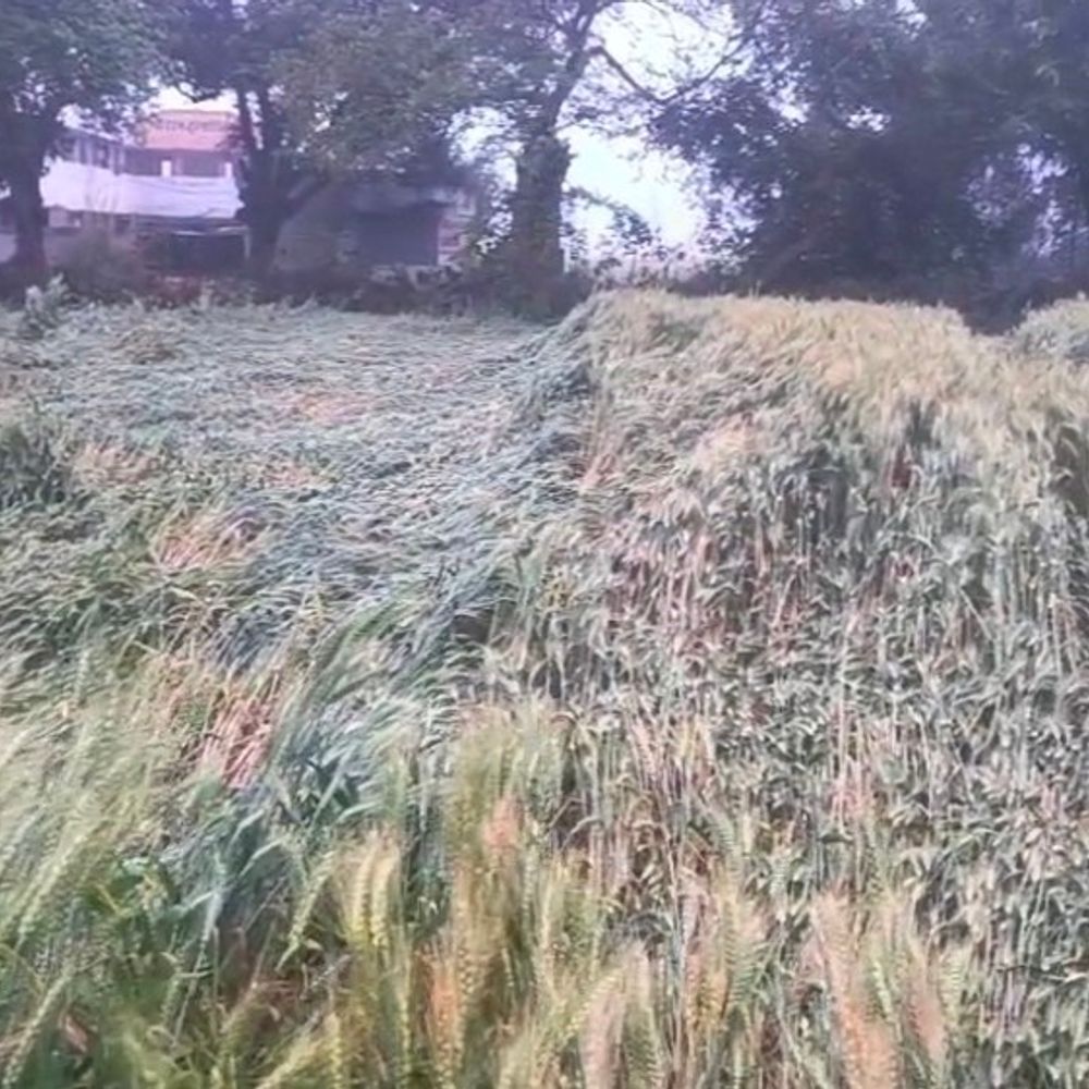 रायबरेली में बेमौसम बारिश से गेहूं-सरसों को नुकसान:खेतों में फसल गिरी, कटाई मुश्किल; गुणवत्ता पर असर