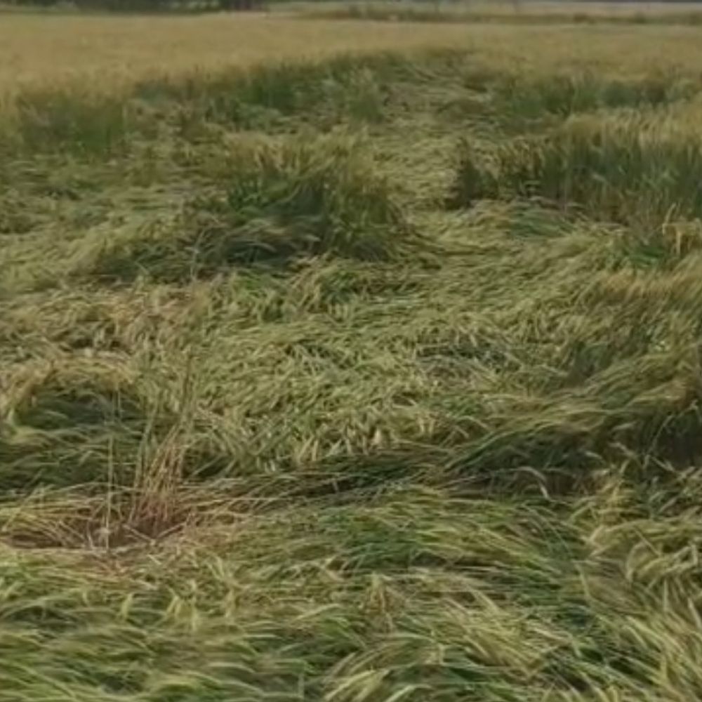 बस्ती में बेमौसम बारिश से फसलें खराब:किसानों की चिंता बढ़ी, तापमान में गिरावट, सरकार से मुआवजे की मांग