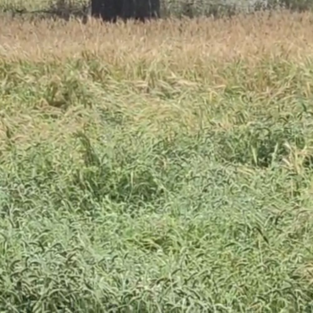 डीएम ने शाम तक मांगी फसल नुकसान की रिपोर्ट:बेमौसम बारिश से हुए नुकसान का आकलन करने के निर्देश, लापरवाही पर दी कार्रवाई की चेतावनी