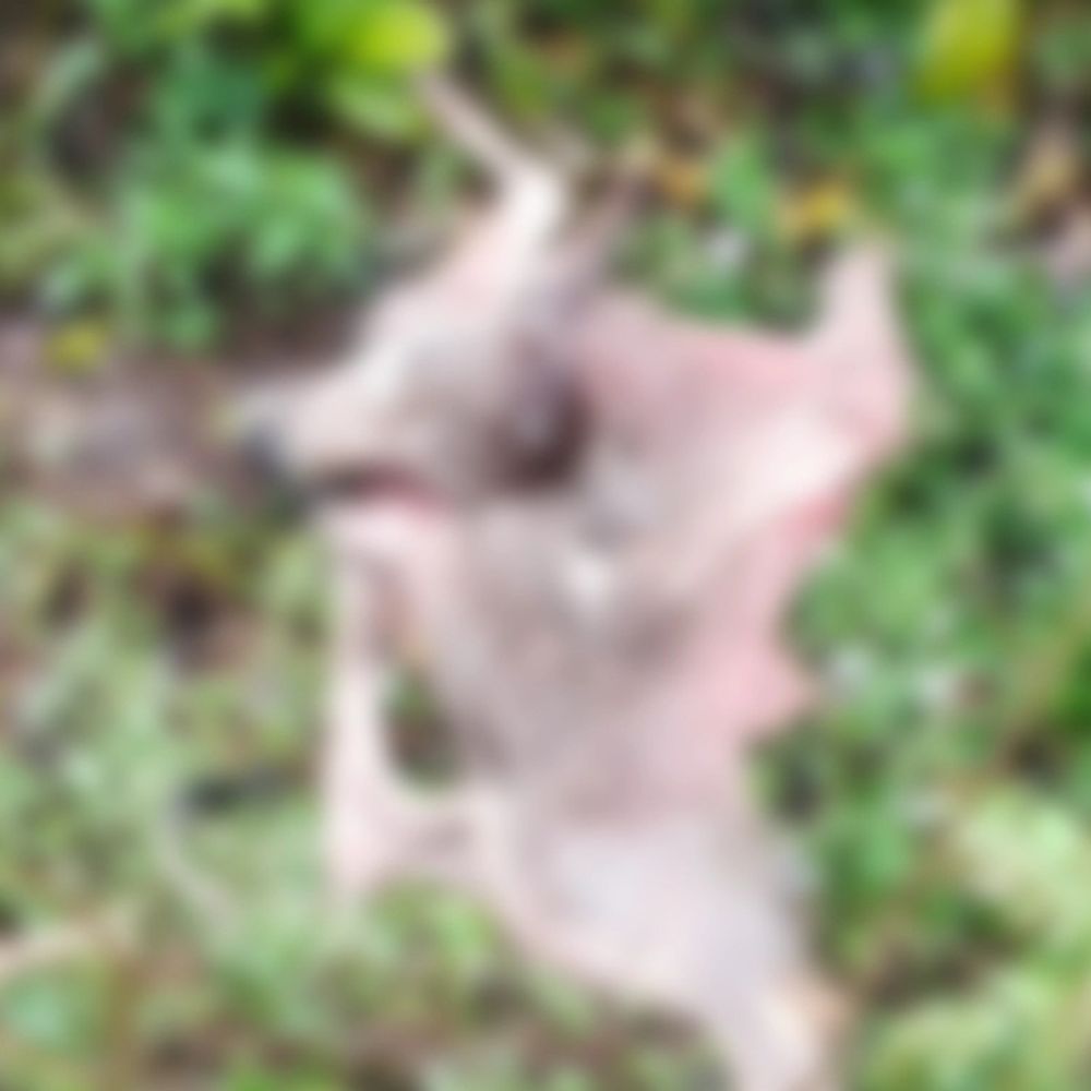 निघासन में तेंदुए का लगातार तीसरा हमला:बौधिया कला में बछड़े को बनाया शिकार, दहशत में ग्रामीण