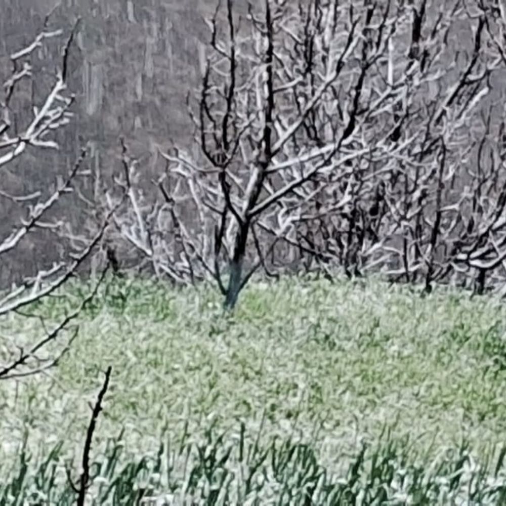 मंडी की बगड़ाथाच पंचायत में बर्फबारी से फसलों को नुकसान:  जौ, लहसुन, मटर और सेब के फूल झड़े, किसानों और बागबानों की बढ़ी परेशानी – Mandi (Himachal Pradesh) News