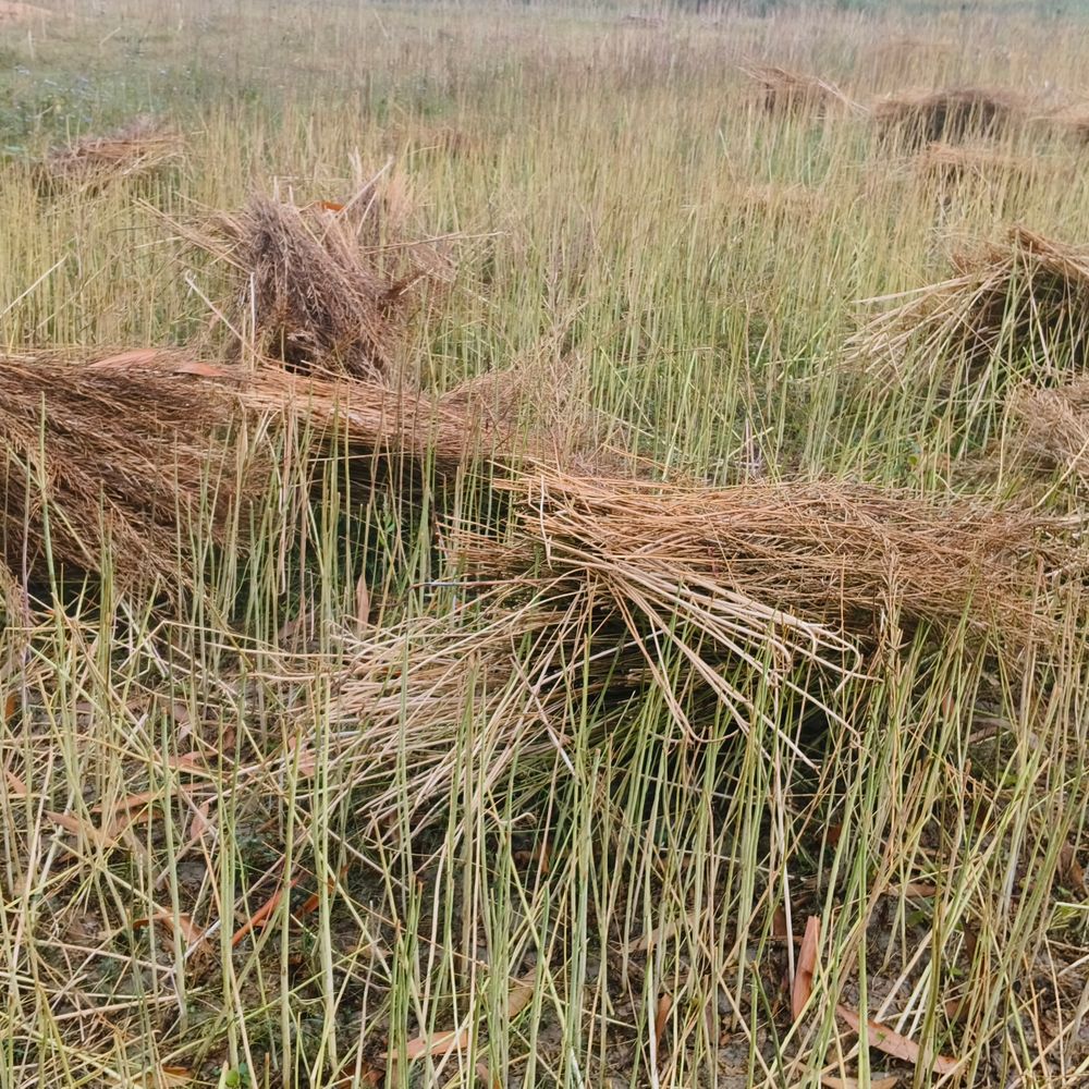 मऊ में अचानक ठंड और बारिश:सरसों-आलू की फसलों को नुकसान, दो दिनों तक मौसम इसी तरह खराब बना रहेगा