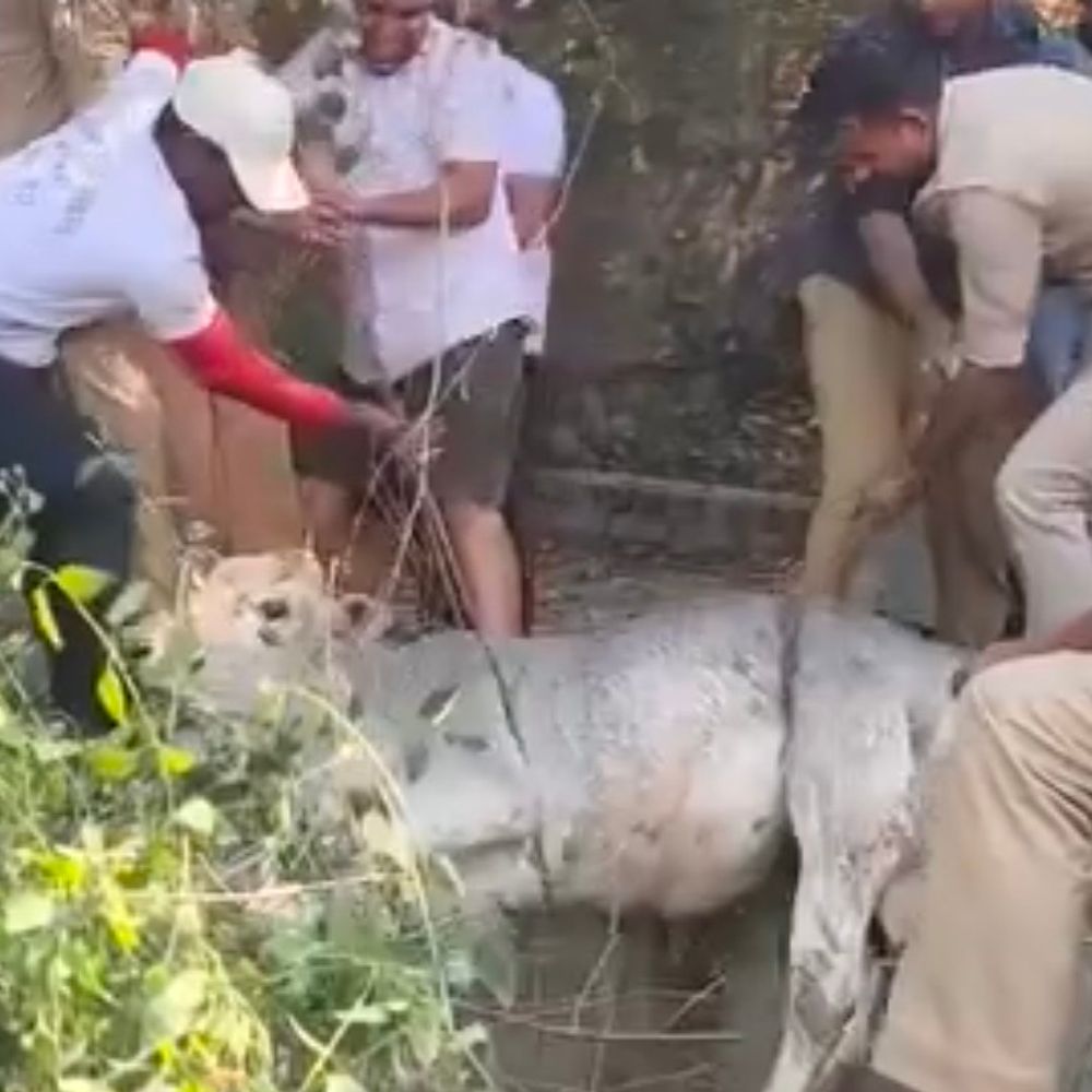 60 फीट गहरे कुएं में गिरी गाय:बाराबंकी में पुलिस व स्थानीय लोगों ने सुरक्षित निकाला