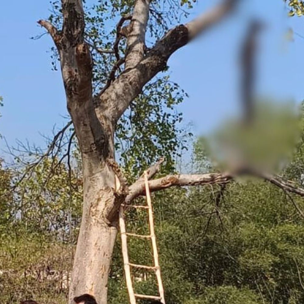 पेड़ पर 30 फीट ऊपर लटका मिला अधेड़ का शव:चित्रकूट में हत्या का आरोप, 20 दिन से पत्नी लापता थी; अगले महीने बेटी की शादी होनी थी