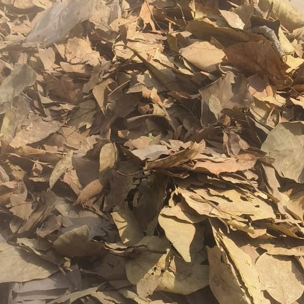 जबलपुर में सूखे पत्तों से खाद बनाने का अभियान शुरू:स्वच्छ सर्वेक्षण 2025-26 के तहत पत्ते जलाने पर रोक, टोल फ्री नंबर जारी किया