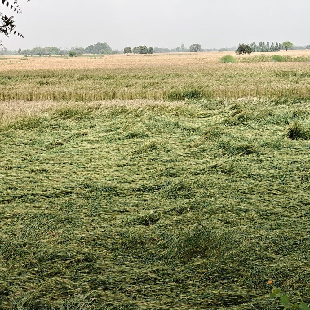 फतेहपुर में बेमौसम बारिश से फसलें प्रभावित:गेहूं, चना, सरसों को नुकसान; अधिकारी बोले- सर्वे जारी