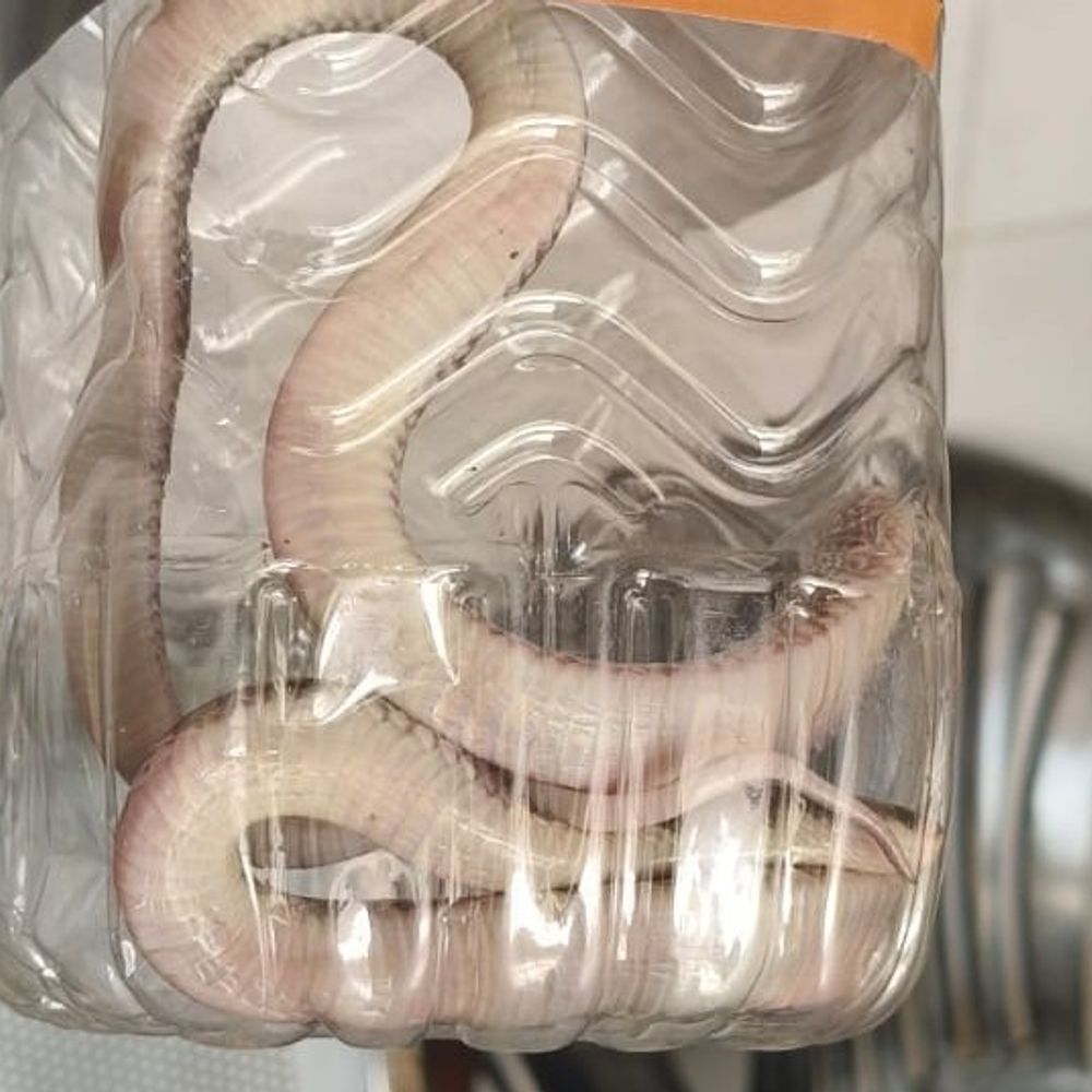 सांप को डिब्बे में बंद कर युवक अस्पताल पहुंचा:हापुड़ में स्विमिंग पूल में नहाते समय सांप ने काटा, डॉक्टरों ने मेरठ रेफर किया