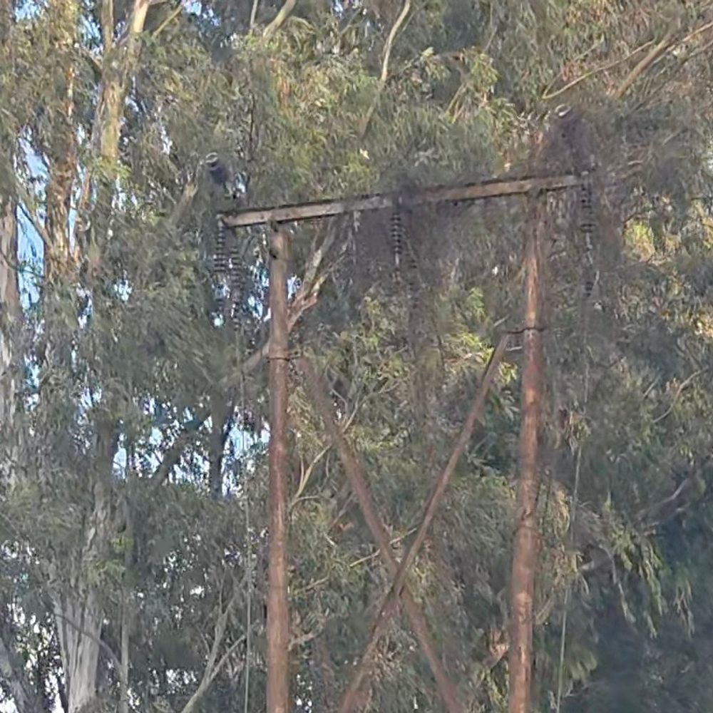 मुजफ्फरनगर: जौली रोड पर 132 केवी लाइन जर्जर:उपकेंद्र से जुड़ी, कई वर्षों से निष्क्रिय, पोल टूटे, तार लटके