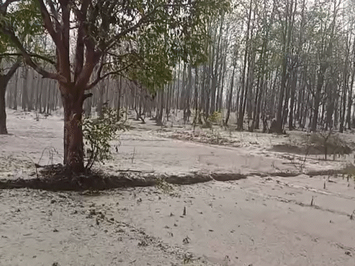 छत्तीसगढ़ में बारिश, कोंडागांव में बिछी बर्फ की चादर, VIDEO:जशपुर में बिजली गिरने से मजदूर की मौत, 5 डिग्री तक गिरा तापमान