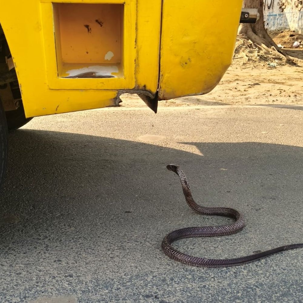 औरैया में सांप ने 25 मिनट तक रोकी स्कूली बस,VIDEO:अचानक से सामने आया, ड्राइवर ने इमरजेंसी ब्रेक लगाया; फन उठाकर खड़ा रहा