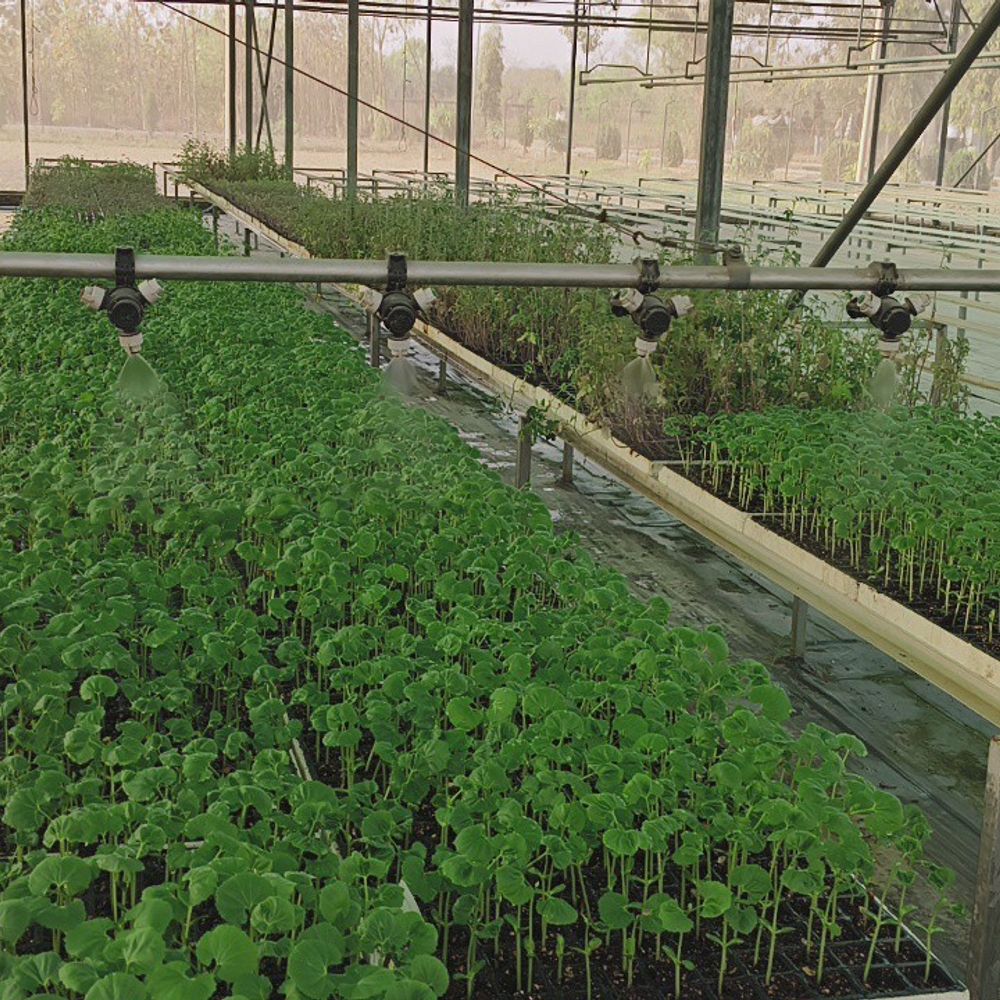 मऊ उद्यान विभाग ₹2 में दे रहा रोगमुक्त पौधे:आधुनिक तकनीक से तैयार नर्सरी पौधे, बेहतर उत्पादन और मुनाफे का अवसर