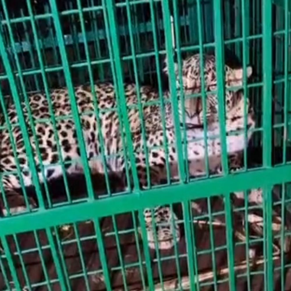 अमरोहा में मादा तेंदुआ पिंजरे में कैद:दो शावकों के बाद पकड़ी गई, ग्रामीणों को और तेंदुए होने की आशंका