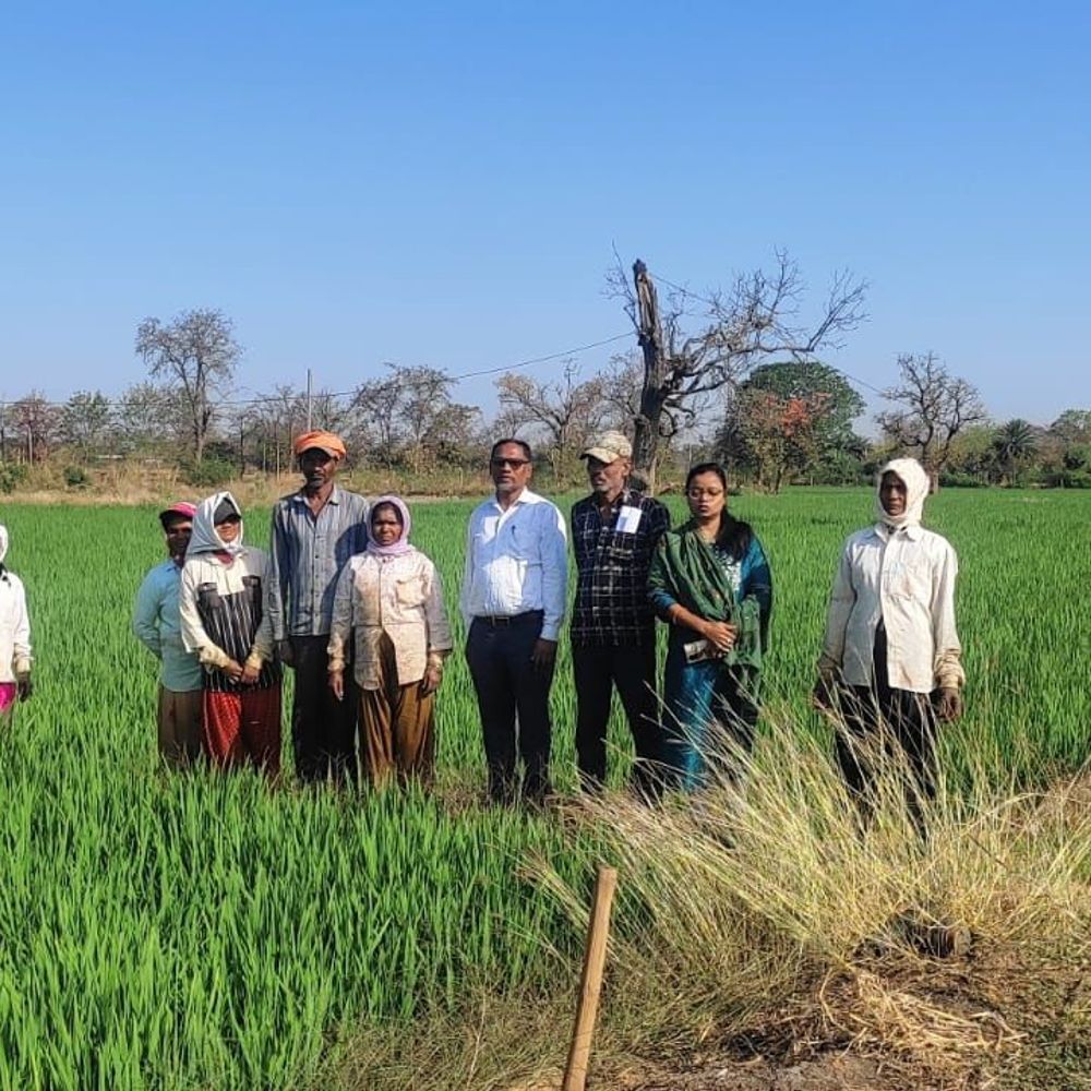 धमतरी में अफीम की खेती की अफवाह, प्रशासन सतर्क:  जिला प्रशासन ने सर्वे कराया, छत्तीसगढ़ में सभी कलेक्टरों को अपने जिलों में जांच करने कहा – Dhamtari News