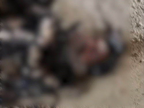 किशनगंज में अधजला शव मिला, हत्या की आशंका:निर्माणाधीन हाईवे के अर्धनिर्मित कल्वर्ट के नीचे मिली लाश, पहचान अब तक नहीं