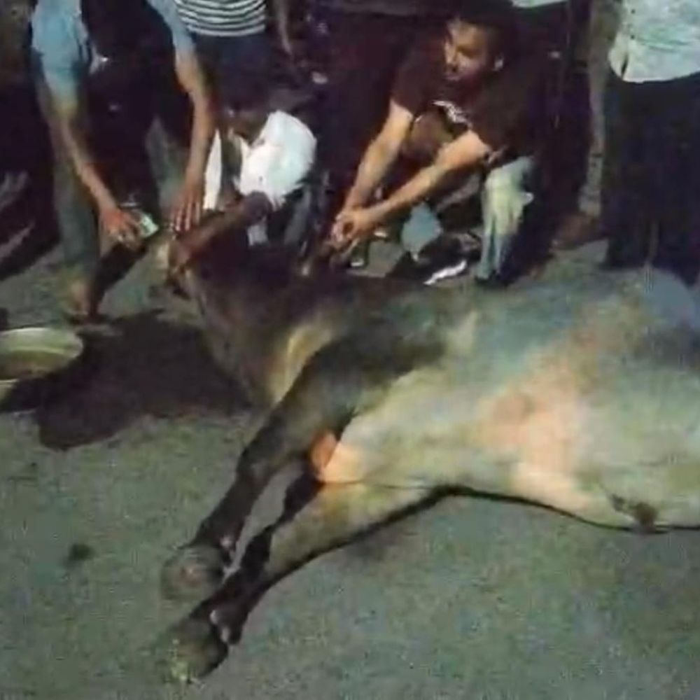 हमीरपुर में गौवंश की तड़पकर मौत:घंटों बाद पहुंचे पशु चिकित्सक, हिंदू संगठनों ने विभाग पर लापरवाही का आरोप लगाया