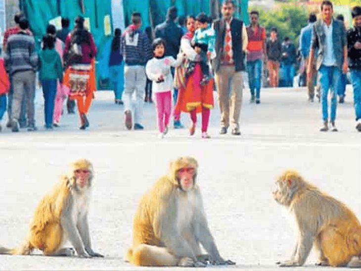 चंडीगढ़ में हाईकोर्ट परिसर में बंदरों का आतंक:  वकीलों ने प्रशासन से की जल्द समाधान की मांग, पार्किंग से लेकर कोर्ट रूम तक खतरा – Chandigarh News
