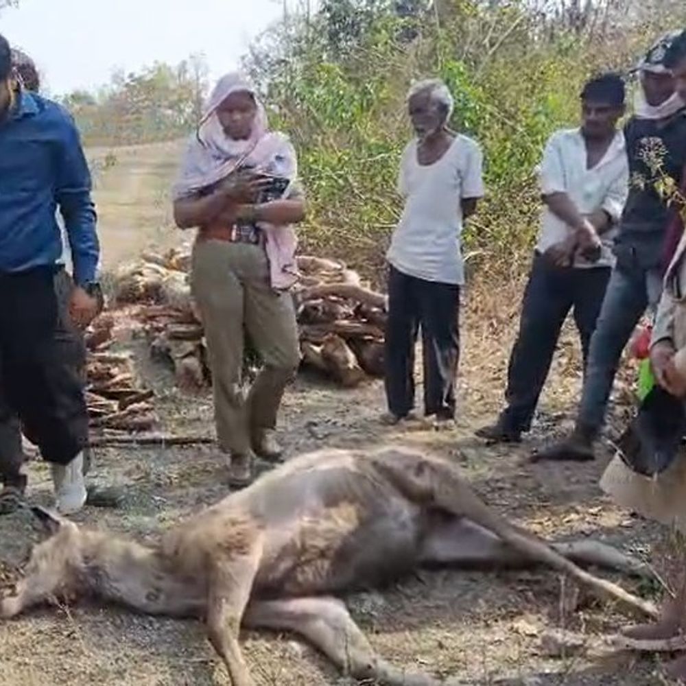 बालाघाट में ट्रेन की चपेट में आया सांभर, मौत:कवरेज पर पहुंचे पत्रकारों से वनरक्षक ने की अभद्रता, तत्काल निलंबन और निष्पक्ष जांच की मांग