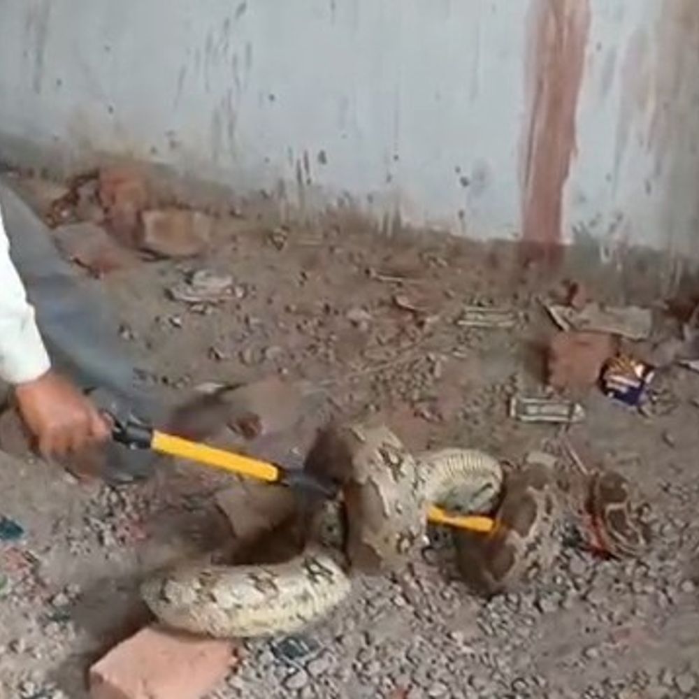सीतापुर में 10 फीट लंबा अजगर पकड़ा गया, VIDEO:ग्रामीणों ने खेत से पकड़कर कमरे में किया था बंद, वन विभाग ने किया रेस्क्यू