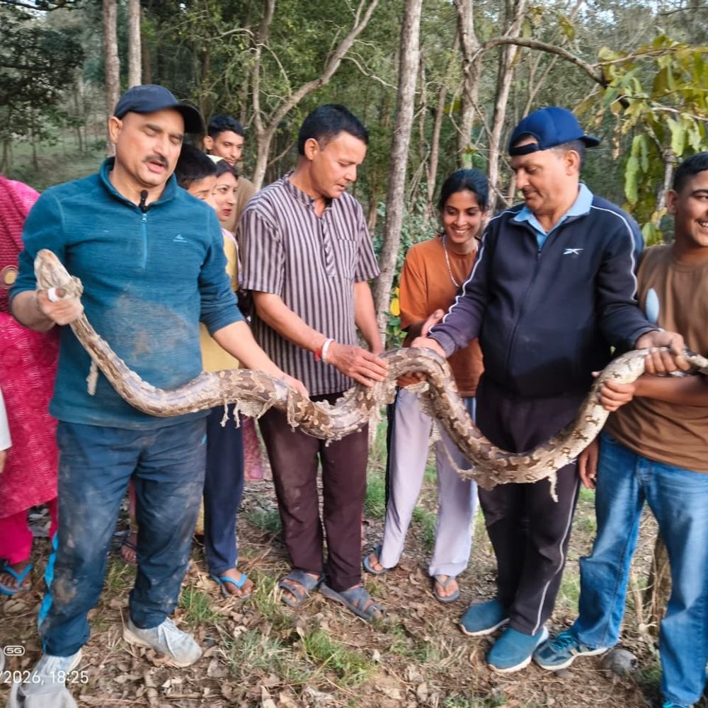 सुजानपुर में 10 फुट लंबा रॉक पाइथन पकड़ा:  कई दिनों से खेतों में दिखाई दे रहा, किसानों ने आना-जाना बंद किया – Sujanpur News