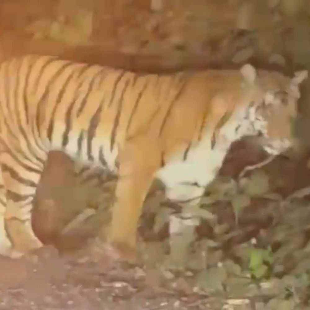 कार सवारों ने बाघ को देखकर मचाया उत्पात:पीलीभीत टाइगर रिजर्व में शोर मचाकर VIDEO बनाया, वन विभाग जांच में जुटा