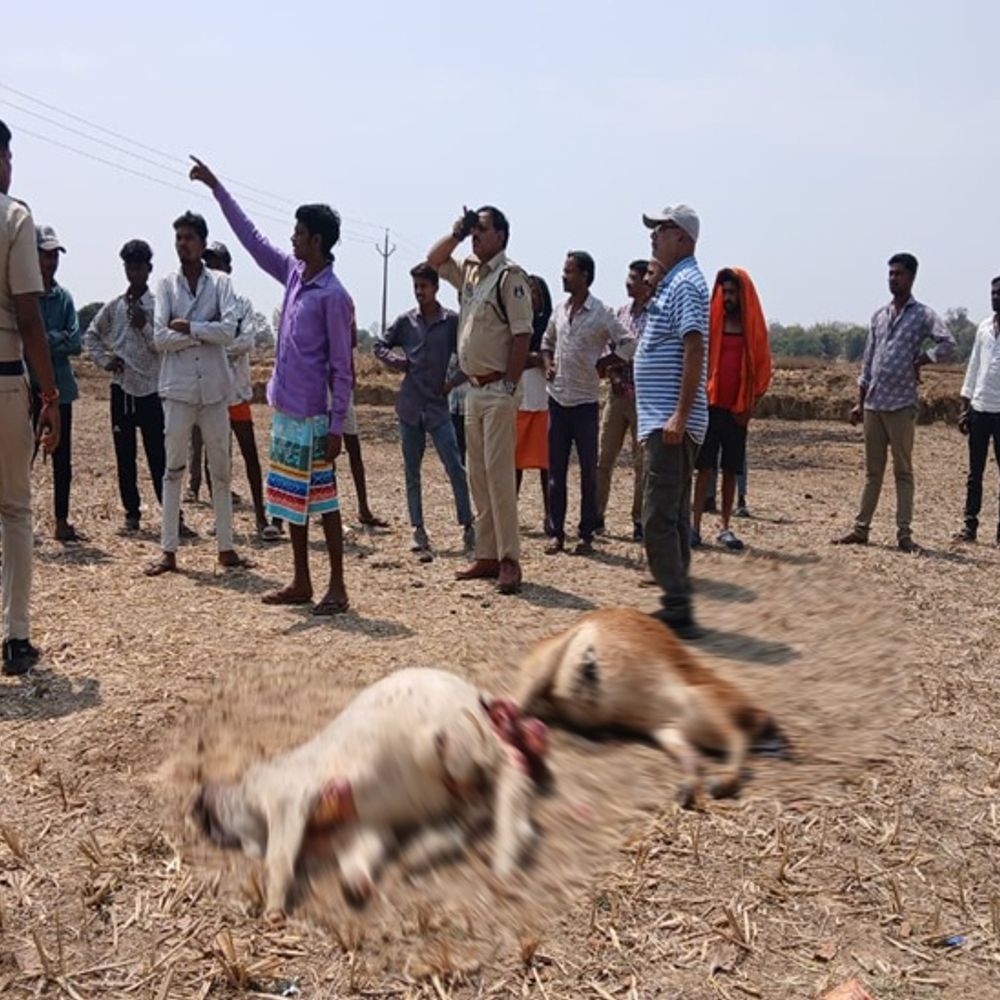 कोरिया जिले में दो बछड़ों का सिर काटा,तीन हिरासत में:  पालने के लिए लाए गए बछड़ों की हत्या, हिंदुवादी संगठनों में आक्रोश – koriya News