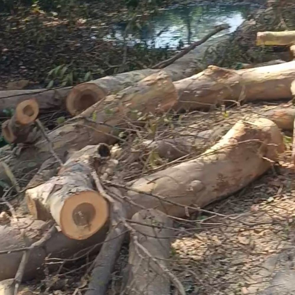 अयोध्या में 84कोसी परिक्रमा पथ पर अवैध पेड़ों का कटान:मंडलायुक्त की फटकार के बाद रोक लगी, ग्रामीणों ने की शिकायत