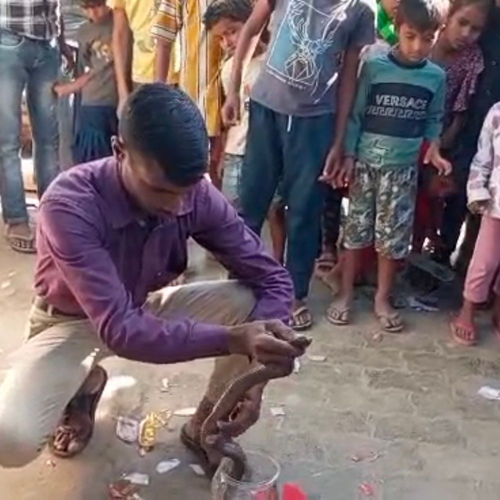 बाराबंकी में किराना दुकान में घुसा कोबरा:लोगों में मची भगदड़, सर्प मित्र ने सुरक्षित रेस्क्यू कर जंगल में छोड़ा