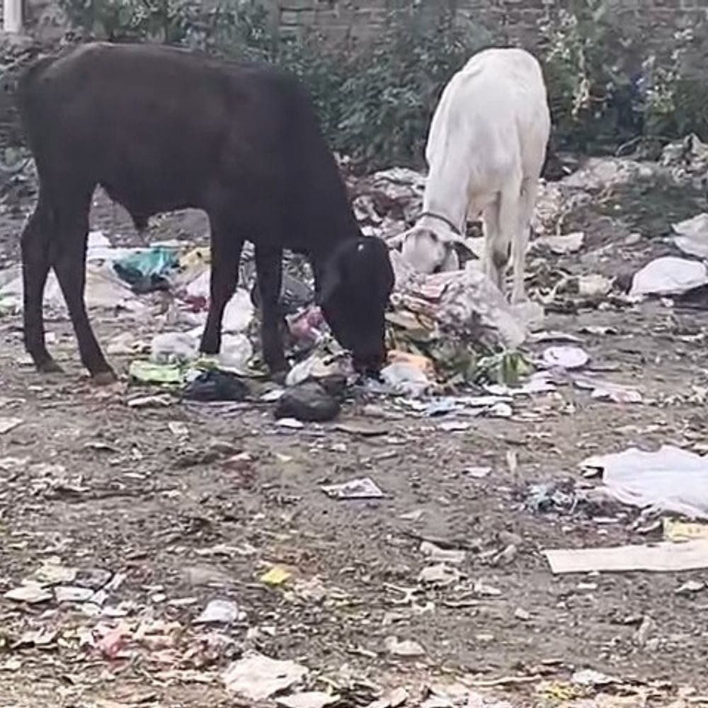 मथुरा-वृंदावन में गायें कूड़े में भोजन तलाशने को मजबूर:स्थानीय लोगों ने नगर निगम पर लापरवाही का आरोप लगाया