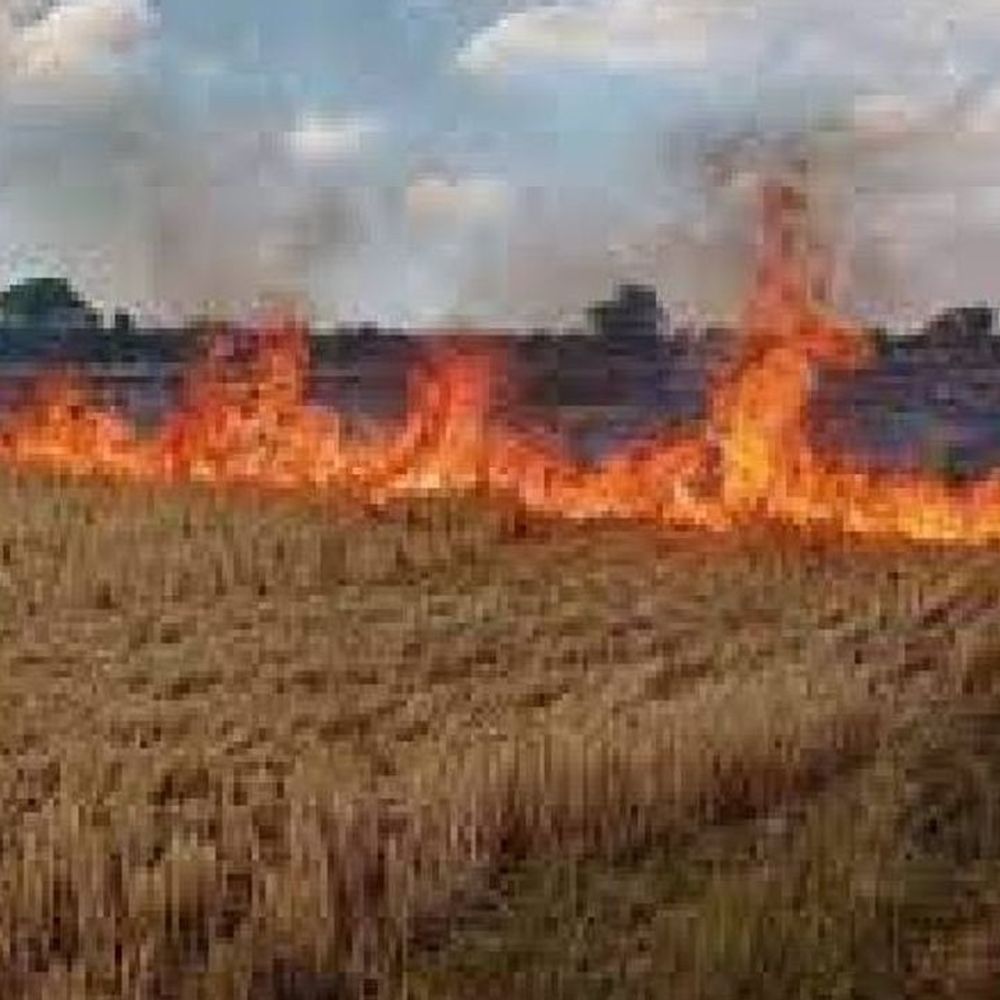 भोपाल में पराली जलाने पर रोक:  एडीएम ने 3 महीने के लिए प्रतिबंध लगाया; उल्लंघन पर होगी FIR – Bhopal News