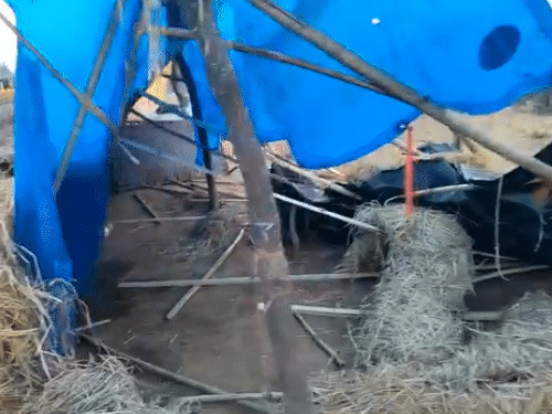 कोडरमा में हाथियों का उत्पात, रात भर जाग रहे ग्रामीण:  दो दिनों में 5 मवेशियों को कुचलकर मारा; दो लोगों की भी ले चुके हैं जान – koderma News