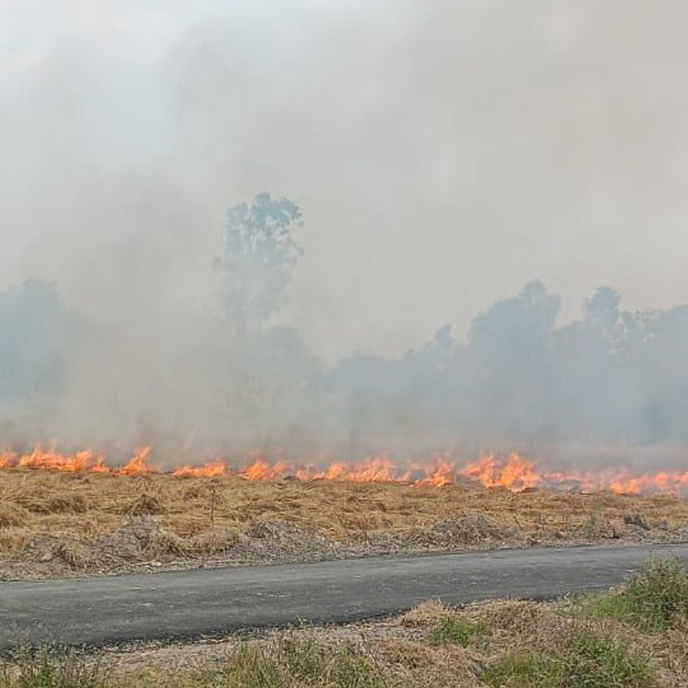 हाईवोल्टेज तार से निकली चिंगारी, गेहूं की फसल जली:कौशांबी के सइबसा गांव में तीन बीघा फसल राख, किसानों को हुआ नुकसान