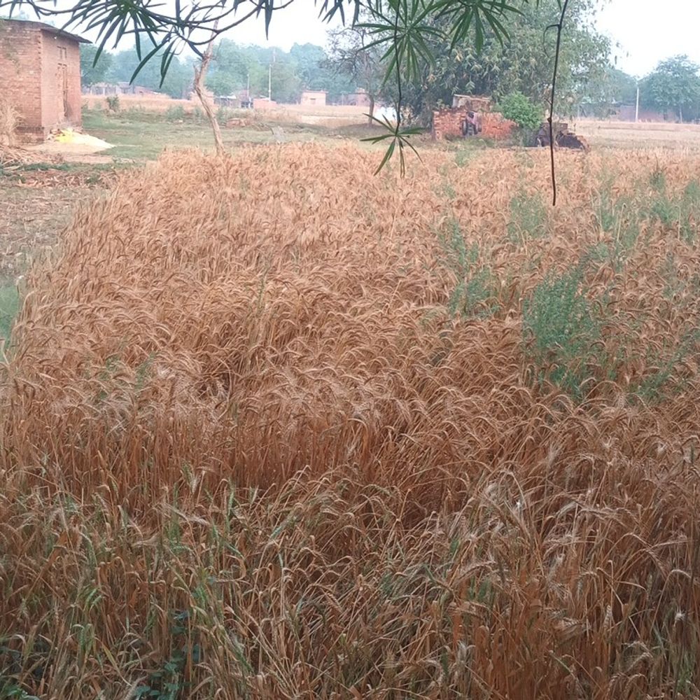 जौनपुर में मौसम ने बदला मिजाज:तेज हवा के साथ बूंदाबांदी, खलिहान में रखी फसलों के भीगने का खतरा