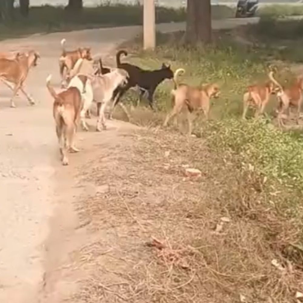 जौनपुर में आवारा कुत्तों का आतंक, लोग घायल:सुप्रीम कोर्ट के आदेश के बावजूद नहीं बनी नियंत्रण की व्यवस्था