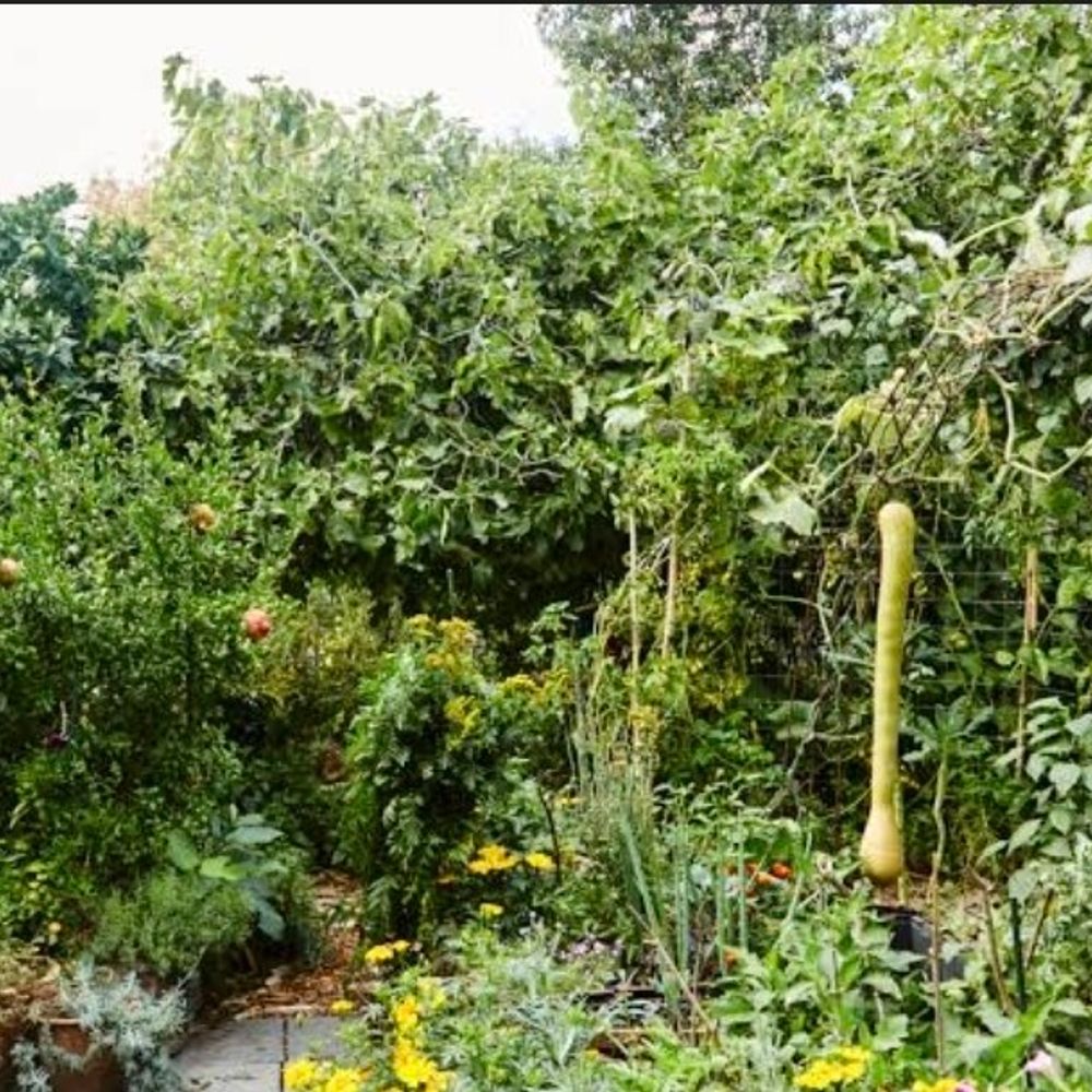 जी राम जी योजना के तहत बनेंगे फूड फॉरेस्ट:19 ब्लॉक व पांच तहसील में शुरुआत, भूमि की खोजबीन शुरू