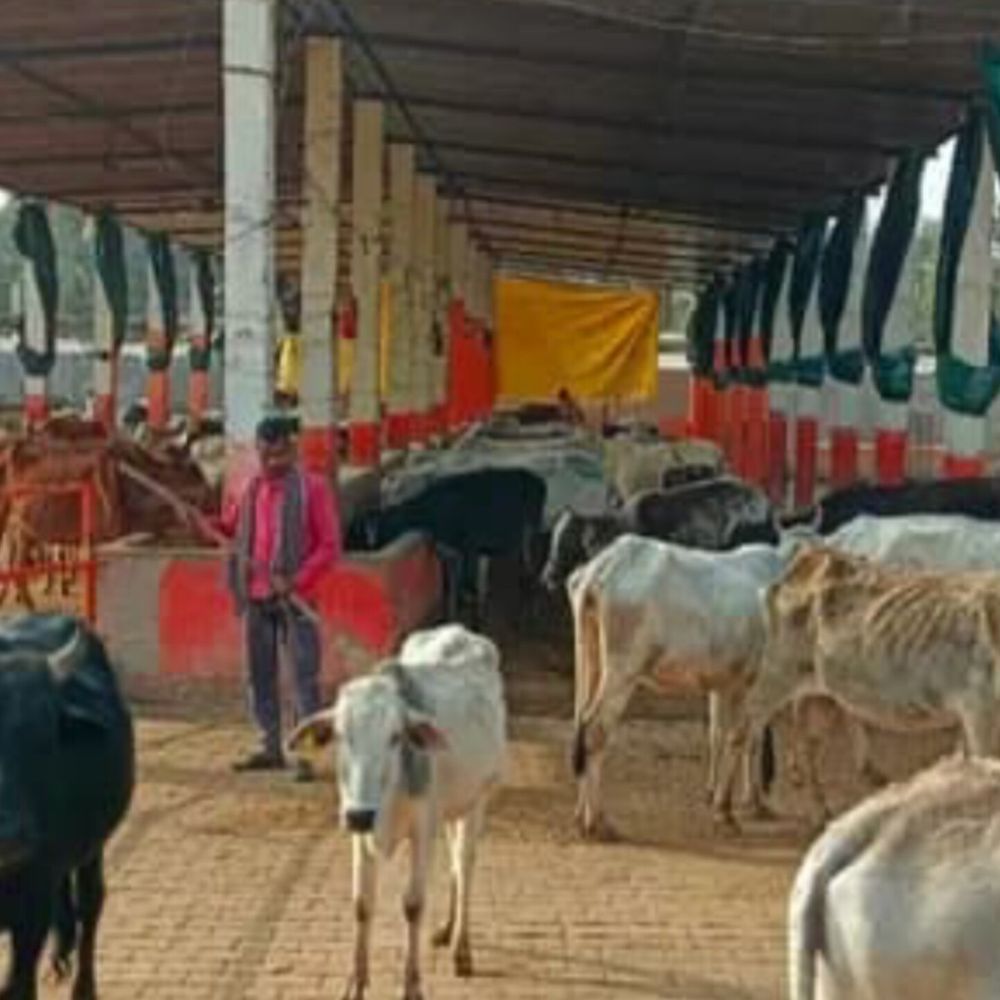 गो-आश्रय स्थलों में 2माह का भूसास्टॉक सुरक्षित रखने का निर्देश:सरकार ने 'भूसा बैंक' बनाने और अग्रिम भंडारण के दिए आदेश