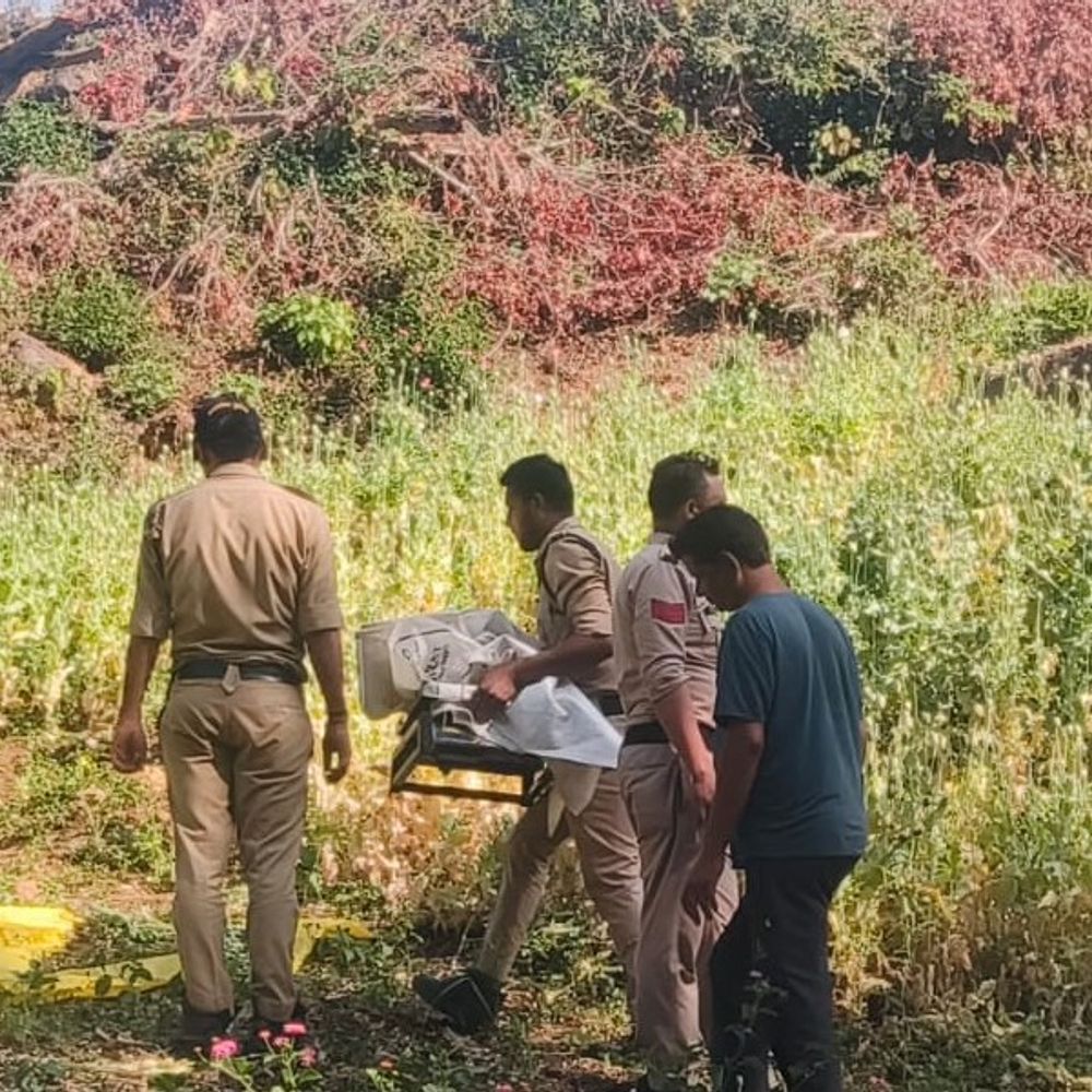 बाघ के हत्यारे जंगल में करते थे अफीम की खेती:जांच में खुलासा, बैल के शिकार का बदला लेने बाघ को जहर दिया