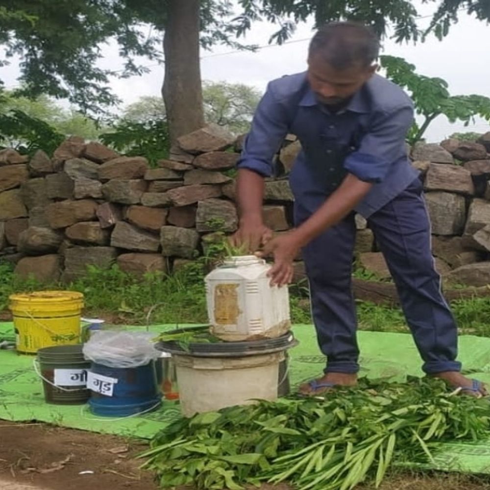 गोमूत्र की ताकत से कमाल:जैविक खेती करके एक एकड़ में 26 क्विंटल तक धान का उत्पादन