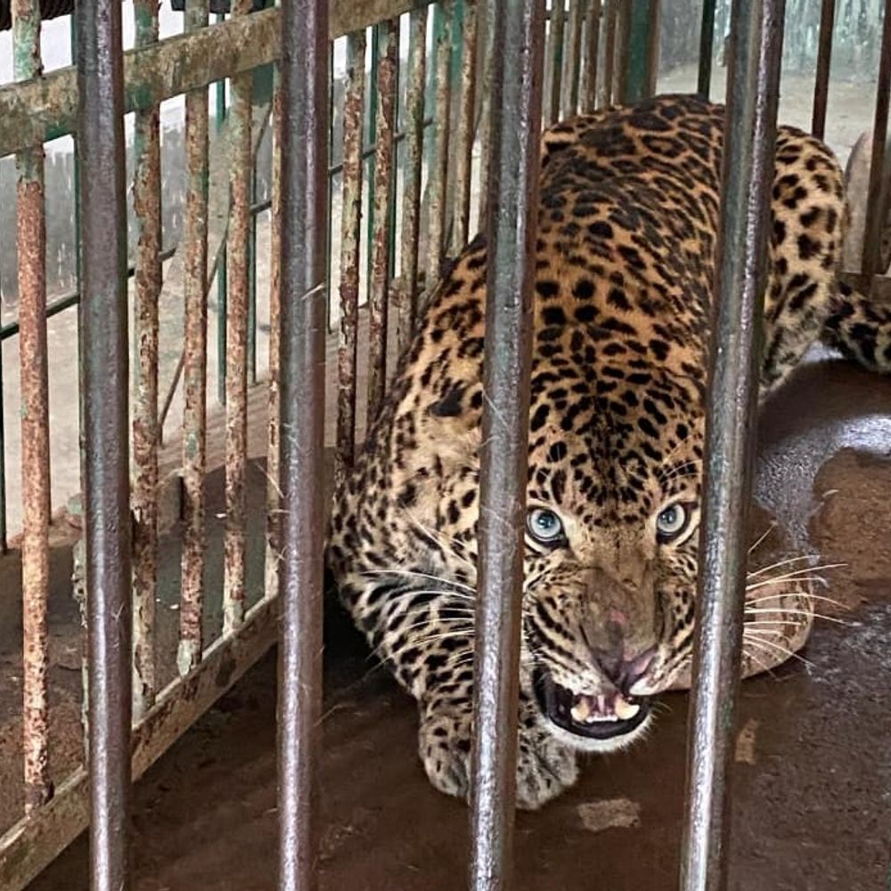 लखीमपुर खीरी से रेस्क्यू तेंदुआ लखनऊ जू में भर्ती:चिकित्सकों की देखरेख में रखा गया, स्वास्थ्य परीक्षण जारी