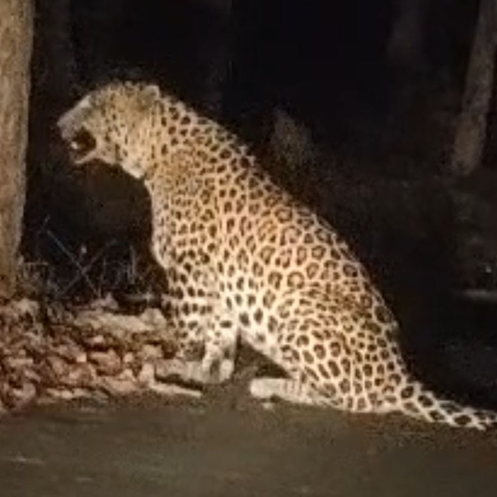 सतना के धारकुण्डी आश्रम मार्ग पर दिखा तेंदुआ:पहले शांत बैठा जानवर, आहट सुनकर सड़क की दूसरी ओर निकला