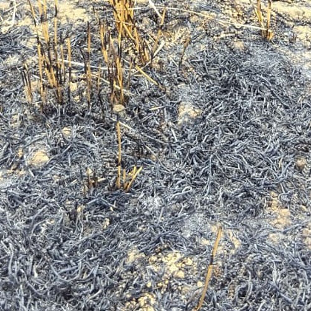 सजेती में शॉर्ट सर्किट से गेहूं के खेत में लगी,आग:14 बीघा फसल जलकर राख, SDM ने किसानों को मुआवजे का आश्वासन दिया