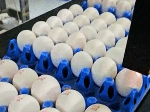 यूपी में अंडे पर एक्सपायरी डेट नहीं लिखी जाएगी:अफसर बोले- नए नियम से रेट बढ़ेंगे, रोज डेढ़ करोड़ अंडे दूसरे राज्यों से आते हैं