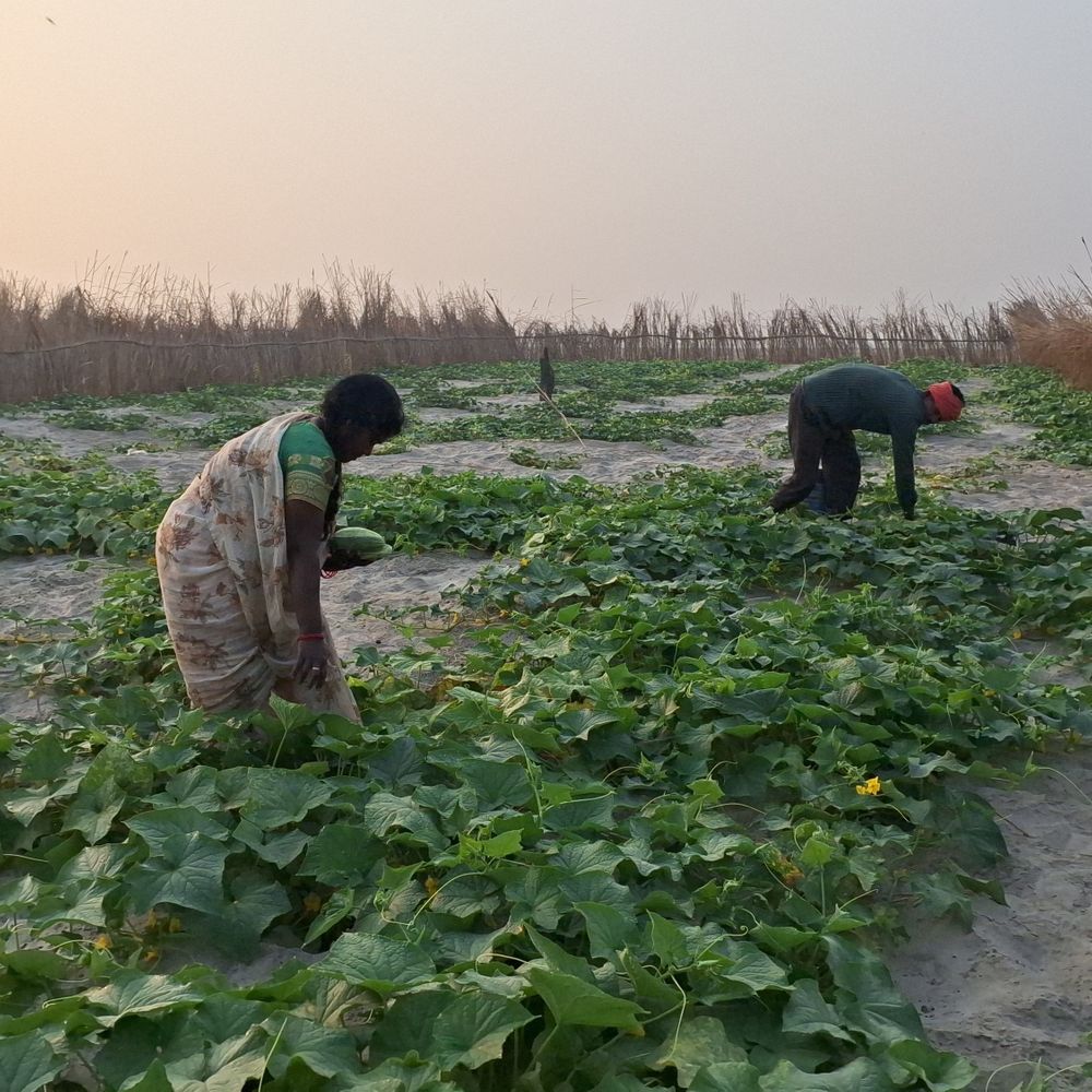 गाजीपुर में गंगा की रेत पर किसान उगा रहे सब्जियां:भूमिहीन किसानों के लिए बालू के टापू बने रोजगार का जरिया