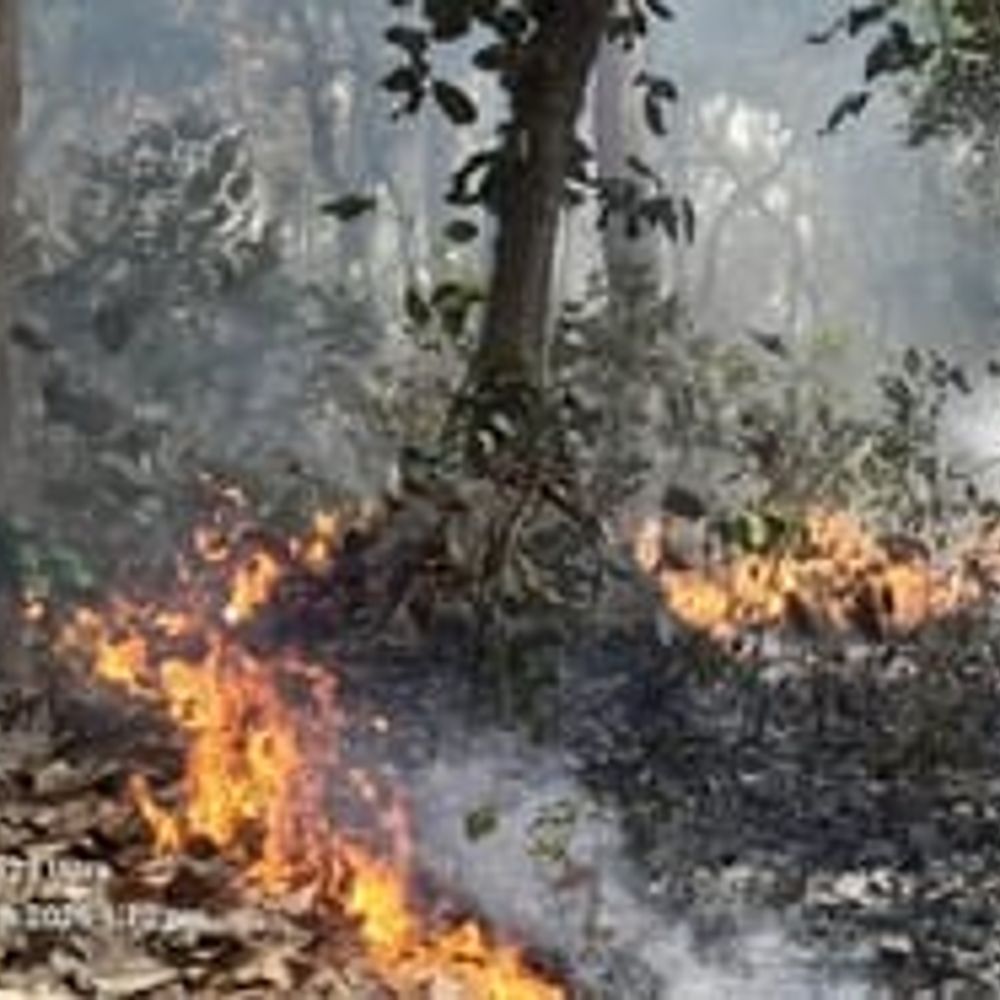 दुधवा के शीतलापुर में दो दिन से जंगल में आग:वन्यजीवों में अफरा-तफरी, वन विभाग की टीमें बुझाने में जुटीं