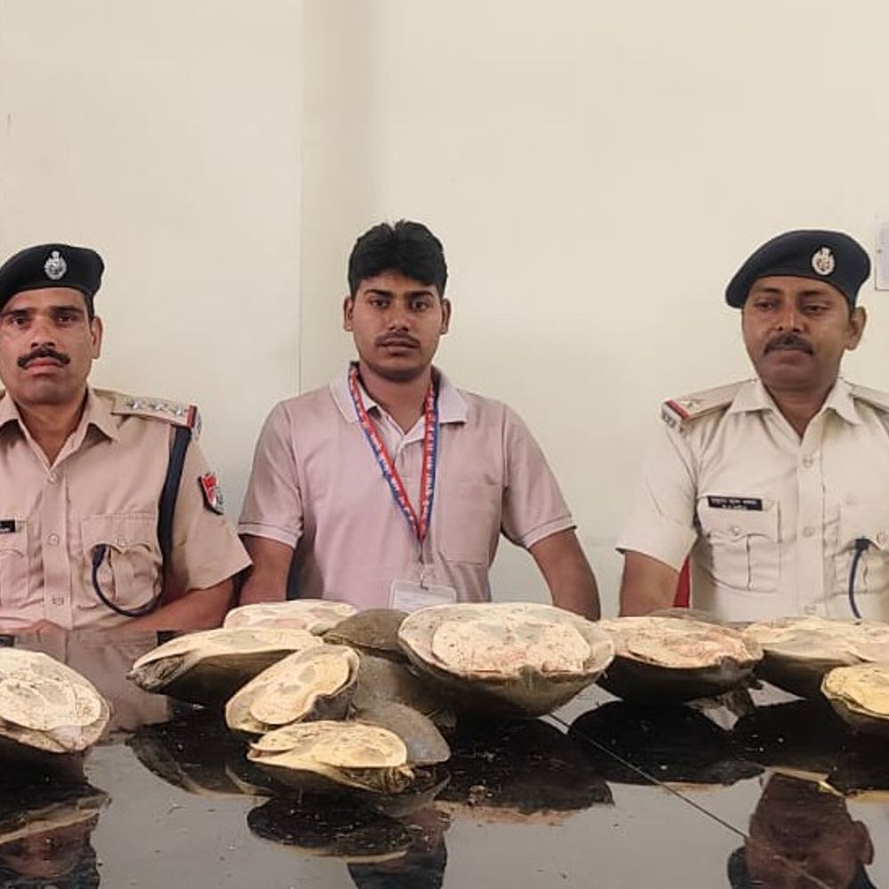 ट्रेन से 28 जीवित कछुए बरामद:  गयाजी रेलवे स्टेशन पर लावारिस पड़े थे, गश्त लगा रही रेल पुलिस ने वन विभाग को सौंपा – Gaya News