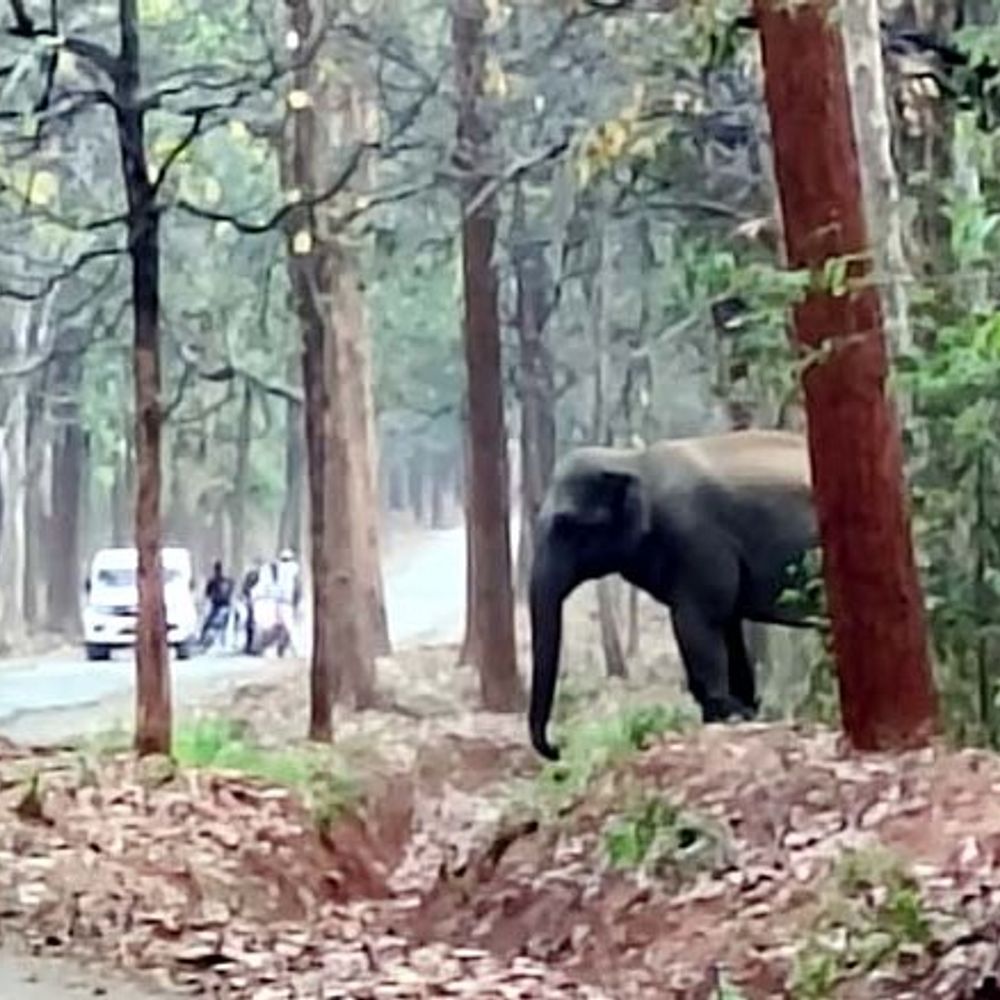 रायगढ़ में सड़क पार करते हाथियों का VIDEO:  दोनों ओर वाहनों की आवाजाही थमी, छाल रेंज में 6 किसानों की फसल भी बर्बाद – Raigarh News