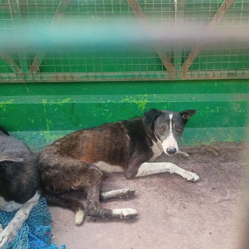 लखनऊ में कुत्ते ने 12 को नोचा:पोस्टमॉर्टम हाउस-बड़ा इमामबाड़े के बाहर लोगों को शिकार बनाया, दहशत फैली