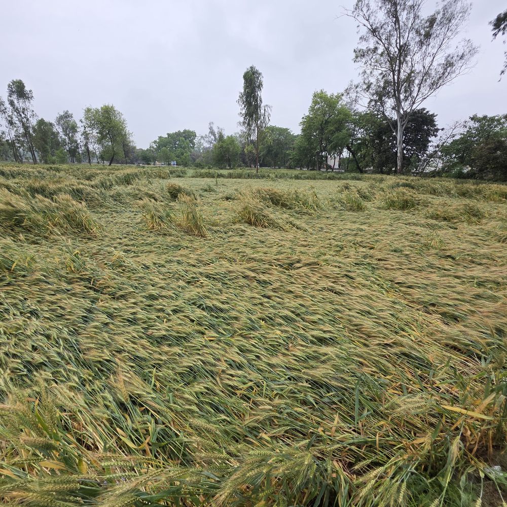 संभल में 60 प्रतिशत गेहूं की फसल गिरी:मौसम ने करवट ली, दिन निकलते ही धूप से तपन, 35 डिग्री तापमान