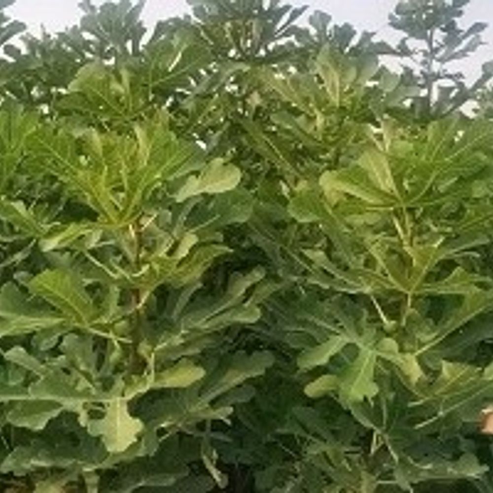 कृषि विश्वविद्यालय अंजीर की खेती के लिए मॉडल विकसित करेगा:किसानों की आय बढ़ेगी, प्रशिक्षण के लिए अंजीर प्रक्षेत्र का भ्रमण कराया जाएगा